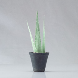 Aloe Vera Forever-Plant Pattern