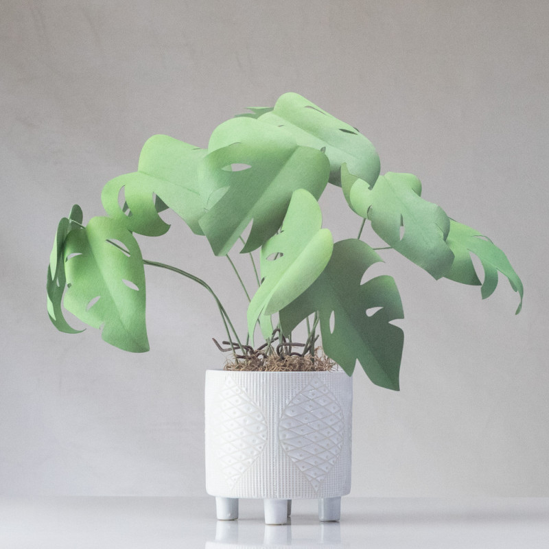 Monstera Forever-Plant Pattern