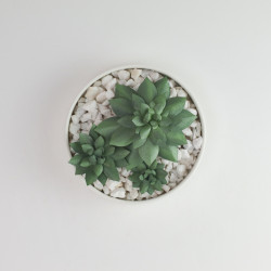 Hens and Chicks Forever-Plant Pattern