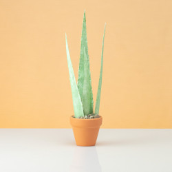 Aloe Vera Forever-Plant Pattern