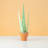 Aloe Vera Forever-Plant Pattern