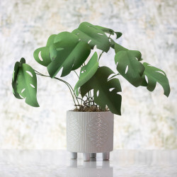 Monstera Forever-Plant Pattern