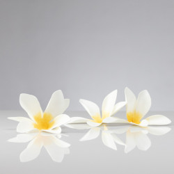 Plumeria Forever-Plant Pattern