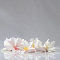 Plumeria Forever-Plant Pattern